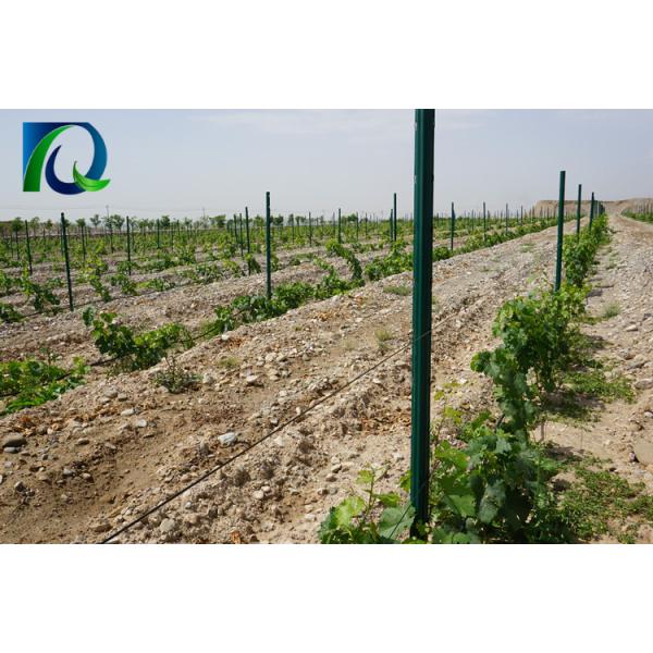 1.8-3.5M Height Grape Vine Poles / Grape Vine Trellis Systems Long Lasting