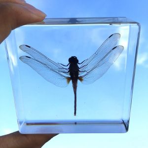 cubic Acrylic resin paper weight with custom embedding inside