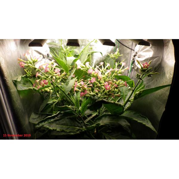 650W High PPE 2.7μMol/J LED Grow Light Bar Knob Dimming Used In Tissue Culture