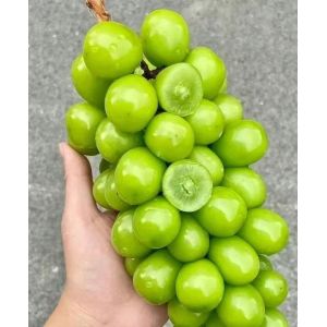 China Vertical Expansion Tray Sealer for Sunshine Rose Grapes on sale