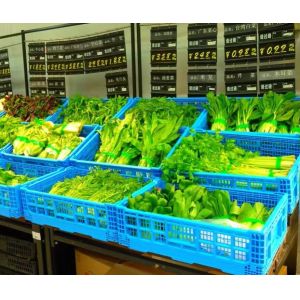 Small collapsible plastic crates for fruits and vegetables