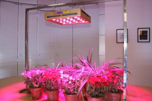 China full spectrums 320W led grow lights for hydroponic, greenhouse wholesale
