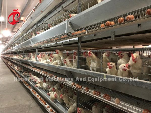 H Type Layer Battery Cage System 4 Rows Layer Poultry Farm Equipment CE Approval Sandy