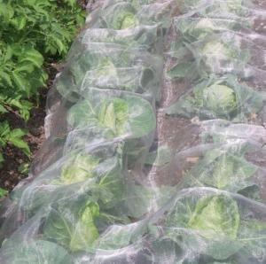 China Agricultural Garden White Fly Screen Netting Anti Aphid Insect For Cabbage wholesale