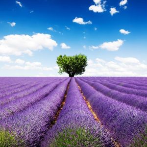 Monster Design 3d Vertical Blinds , 100 Inch Printed Window Shades Dustproof