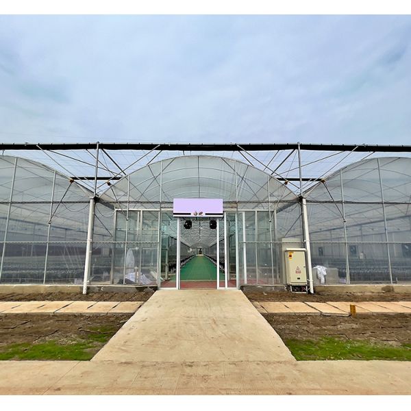 Commercial Multi Span Greenhouse with Tunnel Shading System Tomato Cooling System