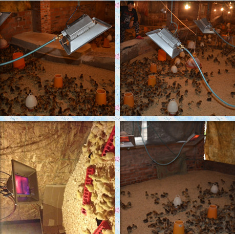 Indoor Infrared Catalytic Radiator Gas Heater For Baby Chick Brooder THD6808