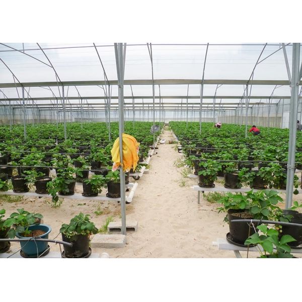 Roof Window Multi Tunnel Greenhouse With Zinc Coating 275gsm And Tunnel Width 8m