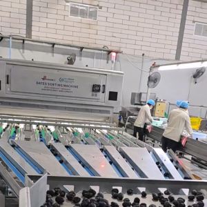 China High-capacity Dates Sorting Machine, High Output, 6 lanes+10 outlets, 1.8 Tons per hour, Food Grade wholesale