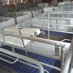Automatic Swine Hog Gestation Crates Floor Standing HI HOPE