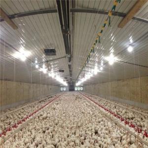 China Broiler Breeder House Stainless Poultry Farm Equipment wholesale