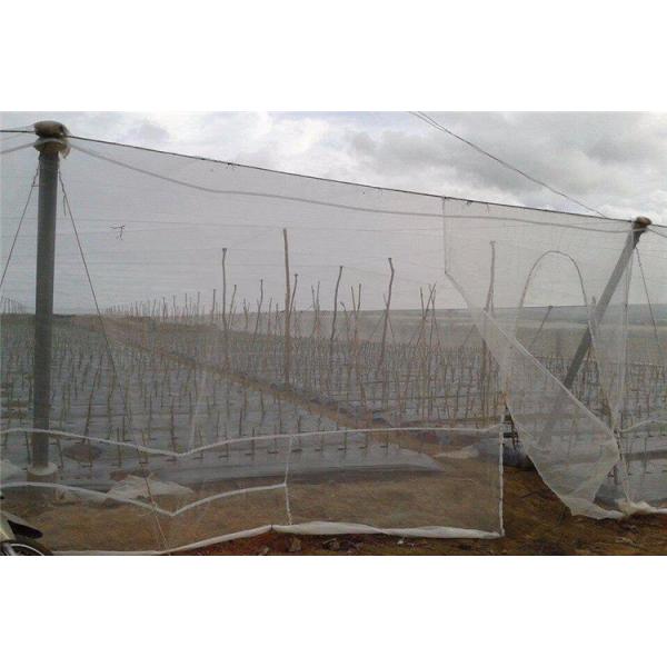 120gsm High Stabilized Anti Insect Net Used For Packing Various Vegetables