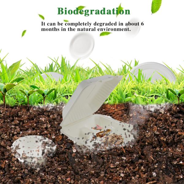 Bagasse Clamshell Biodegradable To Go Box Compostable Lunch Box
