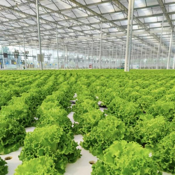 Float Single Layer Glass Greenhouse Hydroponic System
