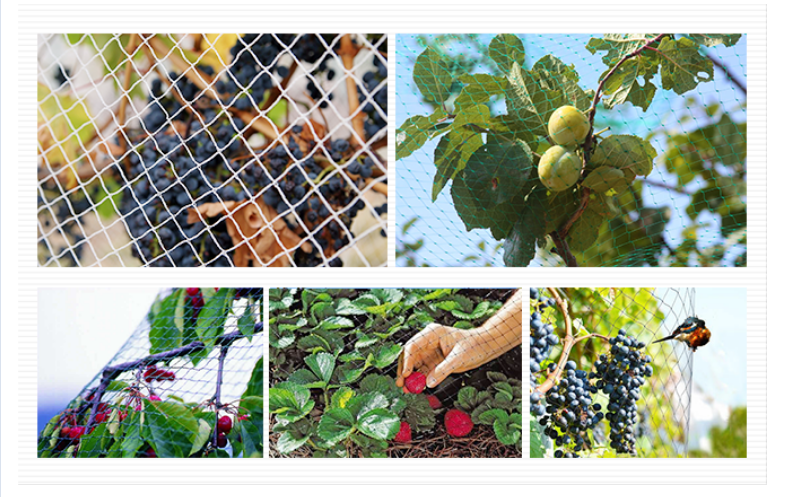 Customize Your Black Anti Bird Deer Protection Net for Garden Plants and Fruit Trees