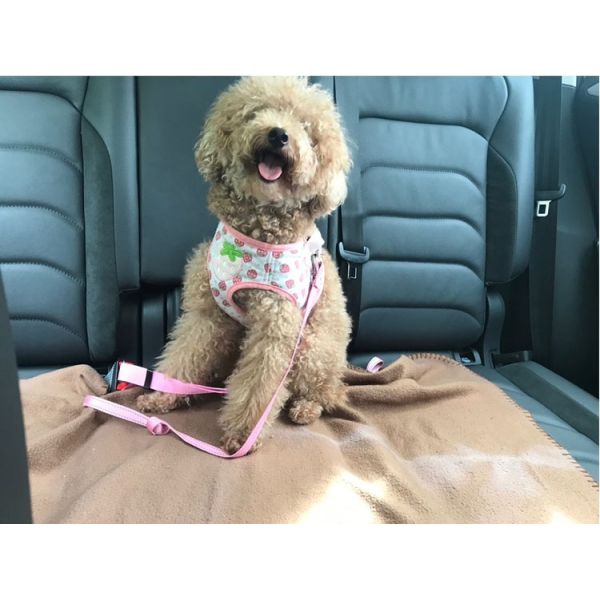 Durable Pet Cat Vehicle Leash Adjustable Car Safety Sublimation Dog Seat Belt