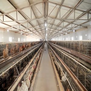 China Q235B Q355B ASTM A36 Prefab Poultry House Farm Modern Structures Good Insulation wholesale