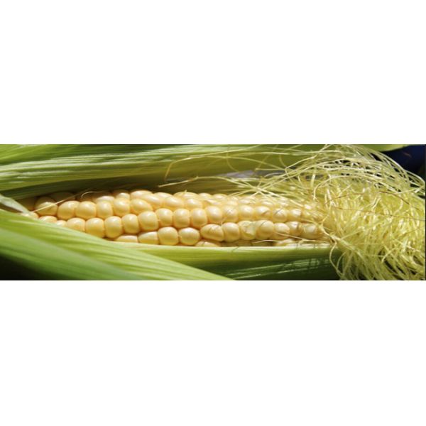 CAS 68917-51-1 Seaweed Polysaccharide Rice Fertilizer