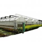 China Double or Single Layer Multi-Span Agricultural Greenhouses for Customizable Farming for sale