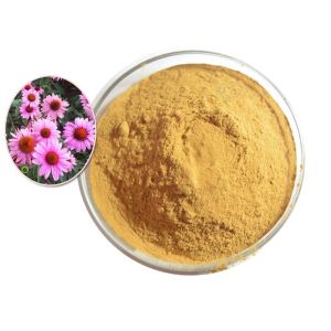 Purple Coneflower Dry Natural Herbal Extract Containing Min 4% Polyphenols