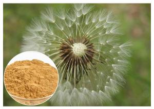 China Brown powder Natural Anti Inflammatory Supplements Extracted from Dandelion Root wholesale