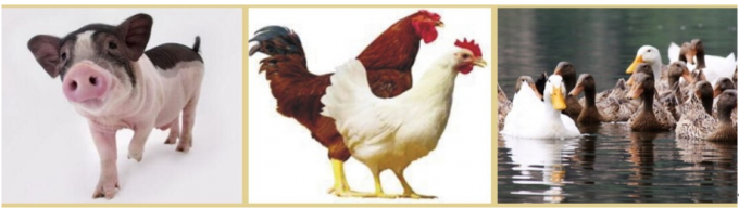 Feed grade cellulase powder 50,000u/g- 100,000u/g Improved Nutrition Absorption